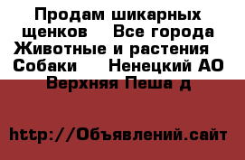 Продам шикарных щенков  - Все города Животные и растения » Собаки   . Ненецкий АО,Верхняя Пеша д.